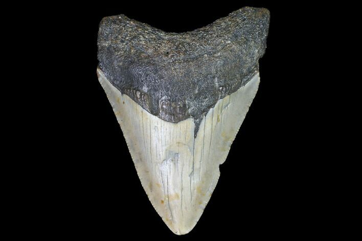 Fossil Megalodon Tooth - North Carolina #101237